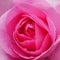 Pink Gertrude Jekyll Rose