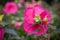 pink giant Hibiscus in a public garden