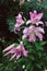 Pink giant lilies on a background of green leaves