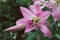 Pink giant lilies on a background of green leaves