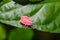 Pink Giant Shield Bug Tessaratomidae