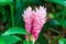 Pink ginger Alpinia purpurata closeup - Florida, USA