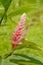 Pink Ginger, Costa Rica