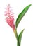 Pink ginger flower isolated on white background