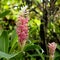 Pink ginger flower or Jungle queen.