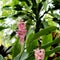 Pink ginger flower or Jungle queen.