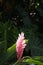 Pink ginger Hawaiian flower in tropical rainforest