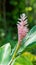 Pink ginger scientific name: Alpinia purpurata `Eileen Macdonald
