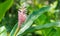 Pink ginger scientific name: Alpinia purpurata `Eileen Macdonald