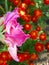 Pink Gladiola closeup with orange primrose background