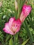 Pink Gladiola - Gladiolus hybrid