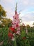 Pink Gladiola - Gladiolus hybrid