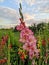 Pink Gladiola - Gladiolus hybrid