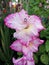 Pink Gladiola - Gladiolus hybrid