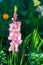 Pink gladioli in a wild garden