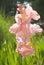 Pink Gladiolus