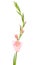 Pink gladiolus