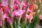 Pink gladiolus