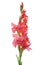 Pink gladiolus