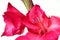 Pink Gladiolus blossom flower