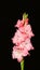 Pink gladiolus closeup