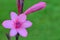 Pink Gladiolus flower