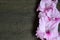 Pink gladiolus flowers on old wooden table with space for text. Floral background for design.