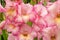 Pink gladiolus, raindrops on flower. Spring Garden with gladiolus