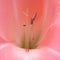 Pink gladiolus, Sword lily, partially opened flower spike 