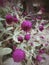 Pink globe amaranth flower