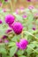 Pink globe amaranth flower in nature garden