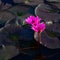 Pink glowing water lilies - Nymphaea - with dark leaves on pond