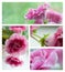 Pink gloxinia flowers collage