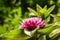 Pink Gomphrena Flower