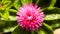 Pink Gomphrena Flower