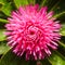 Pink Gomphrena Flower