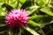 Pink Gomphrena Flower