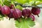 Pink gooseberry fruits ripen on the branch in the garden.