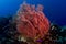 Pink gorgonian sea fan with fish