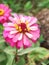 Pink gradation flowers in the garden