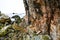 Pink granite cliff in Brittany,