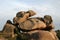 The Pink Granite Coast in Bretagne