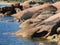 Pink Granite Rocks at Honeymoon Bay, Tasmania