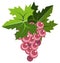 Pink grape bunch with leaves