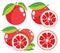 Pink grapefruits vector illustrations