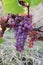 Pink grapes in france vineyard background