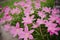 Pink grass flower