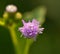 Pink grass flower blurry background