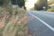 Pink grass flower on side asphalt road