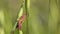 Pink Grasshopper on a Stem